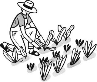 Illustration potager